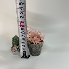 サボテン陶器と造花の画像