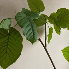 観葉植物　ウンベラータの画像
