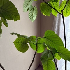 観葉植物　ウンベラータの画像