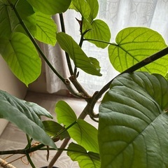 観葉植物　ウンベラータの画像