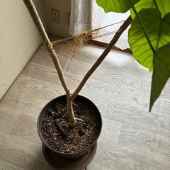 観葉植物　ウンベラータの画像