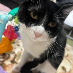成猫