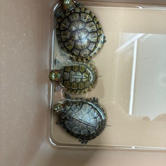ミドリガメ