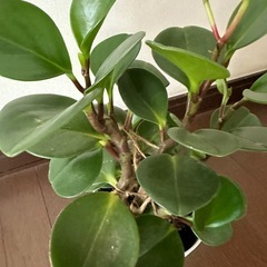 植木鉢の画像