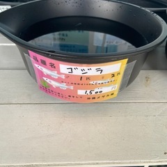 ゴジラ めだかの画像