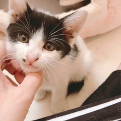 ハチワレかぎしっぽの生後2ヶ月くらいの懐っこい甘えんぼの仔猫