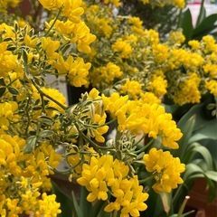 ★決まりました★花苗 ＊コロニラ　バレンティナ＊の画像
