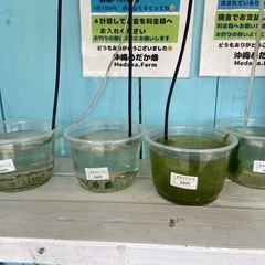 オオミジンコ　の画像