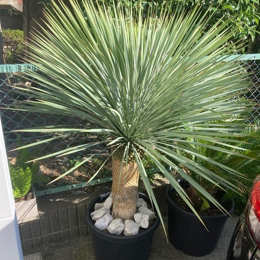 ユッカロストラーダ