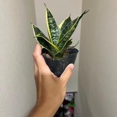 サンスベリア　ゴールデンハニーの画像