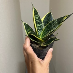 サンスベリア　ゴールデンハニーの画像