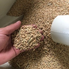 R7 新米　5kg 玄米 の画像
