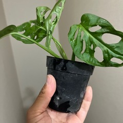 モンステラマドカズラの画像