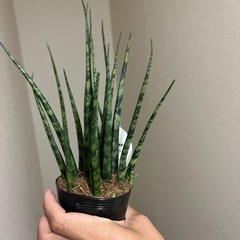 サンスベリア　ファンウッドの画像
