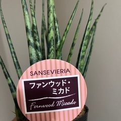 サンスベリア　ファンウッドの画像