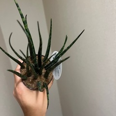 サンスベリア　ファンウッドの画像