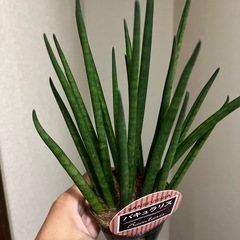 サンスベリア　バキュラリスの画像