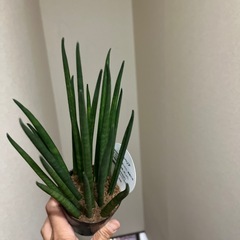 サンスベリア　バキュラリスの画像
