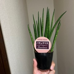 サンスベリア　バキュラリスの画像