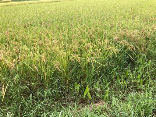 2025年収穫コシヒカリ有機米10kg