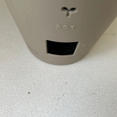 ヒメモンステラの画像