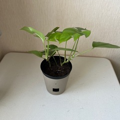 ヒメモンステラの画像