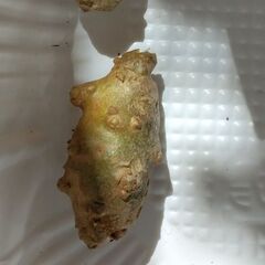 食べられるおかわかめの画像