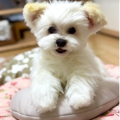 羊毛フェルト　ぬいぐるみ教室の画像