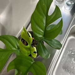 ヒメモンステラの画像