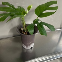 ヒメモンステラの画像