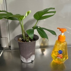 ヒメモンステラの画像