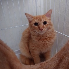 茶トラ　長毛系　子猫