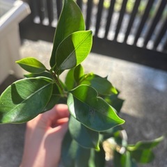 ガジュマル 挿し木 鉢上げ1年以上の画像