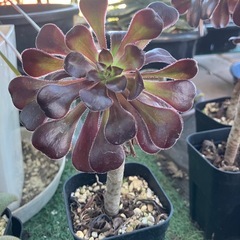 多肉植物　黒法師①の画像