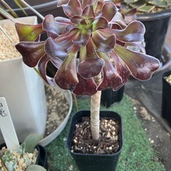 多肉植物　黒法師②の画像