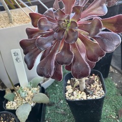 多肉植物　黒法師③の画像