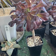 多肉植物　黒法師④の画像