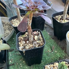 多肉植物　黒法師⑤の画像