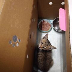 迷い猫保護してます！