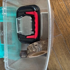虫取り網とかごと木の画像