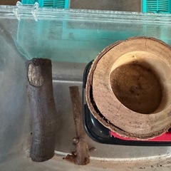 虫取り網とかごと木の画像