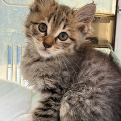 キジトラの子猫