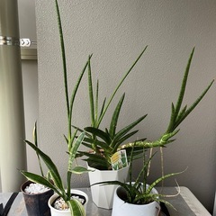 観葉植物　鉢　の画像