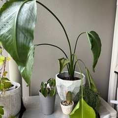 観葉植物　鉢　の画像
