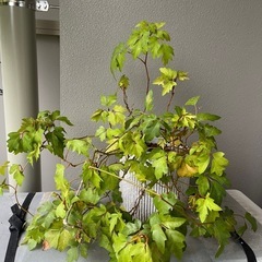観葉植物　鉢　の画像
