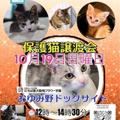 保護猫譲渡会開催します