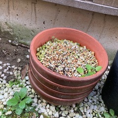 植木鉢の画像