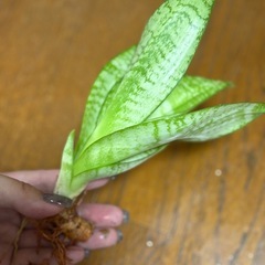 観葉植物　　サンスベリア子株の画像