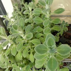 【無料】シルバーグラス　プレクトランサス　カット苗　多肉植物の画像