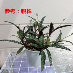 【無料】レデボウリア ソシアリス　ミニ苗　実生の画像